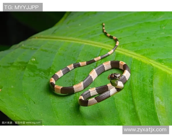 哥斯达黎加双色木蝎的独特魅力与生态价值探讨 哥斯达黎加双色木蝎的独特魅力与生态价值探讨