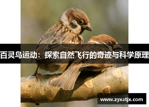 百灵鸟运动：探索自然飞行的奇迹与科学原理